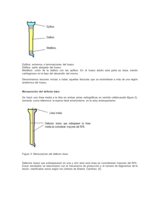 Epífisis: extremos o terminaciones del hueso
Diáfisis: parte alargada del hueso
Metáfisis: unión de la diáfisis con las epífisis. En el hueso adulto esta parte es ósea, siendo
cartilaginosa en la fase del desarrollo del mismo.
Denominamos lesiones mixtas a todas aquellas fracturas que se extendieran a más de una región
anatómica del hueso.
Mensuración del defecto óseo
Se trazó una línea media a la tibia en ambas vistas radiográficas en sentido cefalocaudal (figura 2),
tomando como referencia la espina tibial anterointerna en la vista anteroposterior.
Figura 2: Mensuración del defecto óseo.
Defectos óseos que sobrepasasen en una y otro vista esta línea se consideraran mayores del 50%.
Estos resultados se relacionaron con el mecanismo de producción y el número de fragmentos de la
lesión, clasificados estos según los criterios de Álvarez Cambras (5).
 