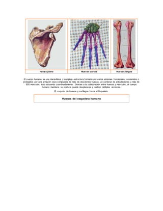 Hueso plano Huesos cortos Huesos largos
El cuerpo humano es una maravillosa y compleja estructura formada por varios sistemas funcionales, sostenidos o
protegidos por una armazón dura compuesta de más de doscientos huesos, un centenar de articulaciones y más de
650 músculos, todo actuando coordinadamente. Gracias a la colaboración entre huesos y músculos, el cuerpo
humano mantiene su postura, puede desplazarse y realizar múltiples acciones.
El conjunto de huesos y cartílagos forma el Esqueleto.
Huesos del esqueleto humano
 