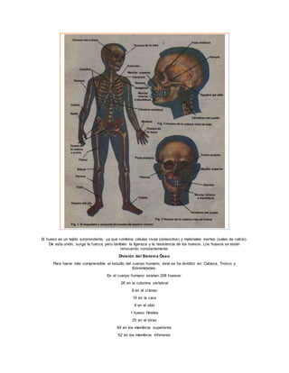 El hueso es un tejido sorprendente, ya que combina células vivas (osteocitos) y materiales inertes (sales de calcio).
De esta unión, surge la fuerza, pero también la ligereza y la resistencia de los huesos. Los huesos se están
renovando constantemente.
División del Sistema Óseo
Para hacer más comprensible el estudio del cuerpo humano, éste se ha dividido en: Cabeza, Tronco y
Extremidades.
En el cuerpo humano existen 208 huesos:
26 en la columna vertebral
8 en el cráneo
14 en la cara
8 en el oído
1 hueso Hioides
25 en el tórax
64 en los miembros superiores
62 en los miembros inferiores
 