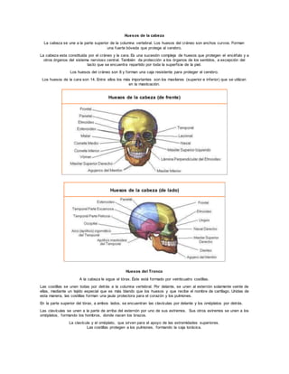 Huesos de la cabeza
La cabeza se une a la parte superior de la columna vertebral. Los huesos del cráneo son anchos curvos. Forman
una fuerte bóveda que protege al cerebro.
La cabeza esta constituida por el cráneo y la cara. Es una sucesión compleja de huesos que protegen el encéfalo y a
otros órganos del sistema nervioso central. También da protección a los órganos de los sentidos, a excepción del
tacto que se encuentra repartido por toda la superficie de la piel.
Los huesos del cráneo son 8 y forman una caja resistente para proteger el cerebro.
Los huesos de la cara son 14. Entre ellos los más importantes son los maxilares (superior e inferior) que se utilizan
en la masticación.
Huesos de la cabeza (de frente)
Huesos de la cabeza (de lado)
Huesos del Tronco
A la cabeza le sigue el tórax. Éste está formado por veinticuatro costillas.
Las costillas se unen todas por detrás a la columna vertebral. Por delante, se unen al esternón solamente veinte de
ellas, mediante un tejido especial que es más blando que los huesos y que recibe el nombre de cartílago. Unidas de
esta manera, las costillas forman una jaula protectora para el corazón y los pulmones.
En la parte superior del tórax, a ambos lados, se encuentran las clavículas por delante y los omóplatos por detrás.
Las clavículas se unen a la parte de arriba del esternón por uno de sus extremos. Sus otros extremos se unen a los
omóplatos, formando los hombros, donde nacen los brazos.
La clavícula y el omóplato, que sirven para el apoyo de las extremidades superiores.
Las costillas protegen a los pulmones, formando la caja torácica.
 