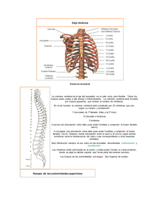 Caja torácica
Columna vertebral
La columna vertebral es el eje del esqueleto, es un pilar recio, pero flexible. Todos los
huesos están unidos a ella directa o indirectamente. La columna vertebral está formada
por huesos pequeños, que reciben el nombre de vértebras.
En el ser humano la columna vertebral está constituida por 33 vértebras, que son,
según su número y localización:
7 cervicales (la 1ª llamada Atlas y la 2ª Axis)
12 dorsales o torácicas
5 lumbares
5 sacras (sin articulación entre ellas pues están fundidas y componen el hueso llamado
Sacro)
4 coccígeas (sin articulación entre ellas pues están fundidas y componen el hueso
llamado cóccix. Tampoco existe articulación entre el sacro y el cóccix; según teorías
evolutivas sería la reminiscencia del rabo o cola correspondiente a otras especies
animales).
Esta distribución siempre es así, salvo en las anomalías denominadas lumbarización y
sacralización.
Las vértebras están perforadas en el centro, y todas juntas forman un canal protector,
donde se aloja la médula espinal, que forma parte del sistema nervioso.
Los huesos de las extremidades son largos. Son órganos de sostén.
Huesos de las extremidades superiores
 