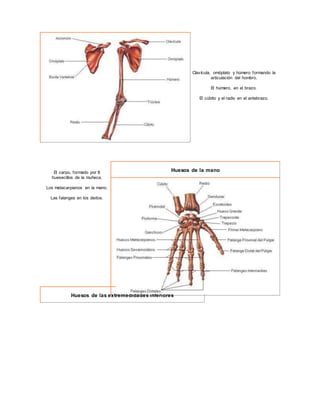 Clavícula, omóplato y húmero formando la
articulación del hombro.
El húmero, en el brazo.
El cúbito y el radio en el antebrazo.
El carpo, formado por 8
huesecillos de la muñeca.
Los metacarpianos en la mano.
Las falanges en los dedos.
Huesos de la mano
Huesos de las extremedidades inferiores
 