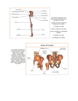 El hueso de cada muslo es el
fémur. Esos dos huesos son los
más largos del cuerpo.
La pelvis y el fémur, formando la
articulación de la cadera.
La rótula en la rodilla.
La tibia y el peroné, en la pierna.
El tarso, formado por 7 huesecillos
del talón.
El metatarso en el pie.
Las falanges en los dedos.
Un conjunto de huesos que
forma la pelvis (ilion, isquión y
pubis), se une a la parte
inferior de la columna
vertebral. La pelvis sostiene
los intestinos y otros órganos
internos del abdomen. La
parte superior de la pelvis es
lo que comúnmente llamamos
caderas. A ambos lados de la
parte inferior de aquella nacen
las piernas.
Huesos de la cadera
 