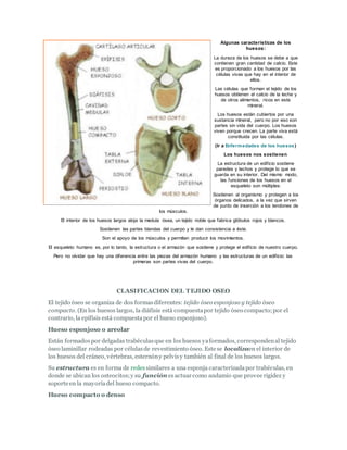 Algunas características de los
huesos:
La dureza de los huesos se debe a que
contienen gran cantidad de calcio. Este
es proporcionado a los huesos por las
células vivas que hay en el interior de
ellos.
Las células que forman el tejido de los
huesos obtienen el calcio de la leche y
de otros alimentos, ricos en este
mineral.
Los huesos están cubiertos por una
sustancia mineral, pero no por eso son
partes sin vida del cuerpo. Los huesos
viven porque crecen. La parte viva está
constituida por las células.
(Ir a Enfermedades de los huesos)
Los huesos nos sostienen
La estructura de un edificio sostiene
paredes y techos y protege lo que se
guarda en su interior. Del mismo modo,
las funciones de los huesos en el
esqueleto son múltiples:
Sostienen al organismo y protegen a los
órganos delicados, a la vez que sirven
de punto de inserción a los tendones de
los músculos.
El interior de los huesos largos aloja la medula ósea, un tejido noble que fabrica glóbulos rojos y blancos.
Sostienen las partes blandas del cuerpo y le dan consistencia a éste.
Son el apoyo de los músculos y permiten producir los movimientos.
El esqueleto humano es, por lo tanto, la estructura o el armazón que sostiene y protege el edificio de nuestro cuerpo.
Pero no olvidar que hay una diferencia entre las piezas del armazón humano y las estructuras de un edificio: las
primeras son partes vivas del cuerpo.
CLASIFICACION DEL TEJIDO OSEO
El tejido óseo se organiza de dos formasdiferentes: tejido óseo esponjoso y tejido óseo
compacto. (En los huesos largos, la diáfisis está compuestapor tejido óseo compacto;por el
contrario, la epífisis está compuestapor el hueso esponjoso).
Hueso esponjoso o areolar
Están formadospor delgadas trabéculasque en los huesos yaformados, correspondenal tejido
óseo laminillar rodeadas por célulasde revestimiento óseo. Este se localizaen el interior de
los huesos del cráneo, vértebras, esternóny pelvisy también al final de los huesos largos.
Su estructura es en forma de redessimilares a una esponja caracterizadapor trabéculas, en
donde se ubican los osteocitos;y su función esactuar como andamio que provee rigidez y
soporte en la mayoríadel hueso compacto.
Hueso compacto o denso
 