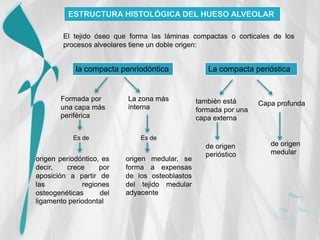 El tejido óseo que forma las láminas compactas o corticales de los
        procesos alveolares tiene un doble origen:


            la compacta penriodóntica              La compacta perióstica


       Formada por        La zona más           también está
                          interna                                 Capa profunda
       una capa más                             formada por una
       periférica                               capa externa

           Es de              Es de
                                                  de origen          de origen
                                                  perióstico         medular
origen periodóntico, es   origen medular, se
decir,   crece      por   forma a expensas
aposición a partir de     de los osteoblastos
las           regiones    del tejido medular
osteogenéticas      del   adyacente
ligamento periodontal
 