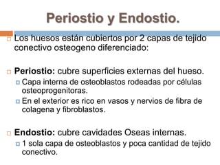 Periostio y Endostio.Los huesos están cubiertos por 2 capas de tejido conectivo osteogeno diferenciado:Periostio: cubre superficies externas del hueso.Capa interna de osteoblastos rodeadas por células osteoprogenitoras.En el exterior es rico en vasos y nervios de fibra de colagena y fibroblastos.Endostio: cubre cavidades Oseas internas.1 sola capa de osteoblastos y poca cantidad de tejido conectivo.
