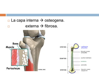 La capa interna  osteogena.             externa  fibrosa.