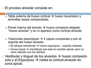 El proceso alveolar consiste en:Tabla externa de hueso cortical  hueso haversiano y laminillas óseas compactadas.Pared interna del alveolo  hueso compacto delgado “hueso alveolar” y en rx aparece como cortical alveolar.Tuberculas esponjosas  2 capas compactas q son el soporte del hueso alveolar.El tabique interdental  hueso esponjoso – soporte rodeado.Hueso basal  mandíbula que esta en sentido apical, pero no tiene relación con los dientes.Vestibular y lingual de los alveolos  hueso compacto solo y el Esponjoso  rodea la cortical alveolar en zona apical.