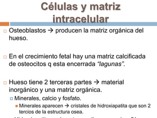 Células y matriz intracelularOsteoblastos  producen la matriz orgánica del hueso.En el crecimiento fetal hay una matriz calcificada de osteocitos q esta encerrada “lagunas”.Hueso tiene 2 terceras partes  material inorgánico y una matriz orgánica.Minerales, calcio y fosfato.Minerales aparecen  cristales de hidroxiapatita que son 2 tercios de la estructura osea.Hidroxiapatita, carbonatos, sodio, magnesio y flúor.