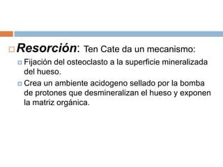 Resorción: Ten Cate da un mecanismo:Fijación del osteoclasto a la superficie mineralizada del hueso.Crea un ambiente acidogeno sellado por la bomba de protones que desmineralizan el hueso y exponen la matriz orgánica.