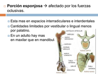 Porción esponjosa  afectado por los fuerzas oclusivas.Esta mas en espacios interradiculares e interdentalesCantidades limitades por vestibular o lingual menos por palatino.En un adulto hay mas                                                      en maxilar que en mandibula.