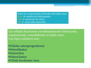 Entre los componentes minerales del tejido óseo:
      80%  cristales de hidroxipatita
      15%  carbonato de calcio
      5%  otras sales minerales



Las células funcionan coordinadamente fabricando,
manteniendo, remodelando el tejido óseo.
Los tipos celulares son:

Células osteoprogenitoras
Osteoblastos
Osteocitos
Osteoclastos
Célula bordeante ósea
 