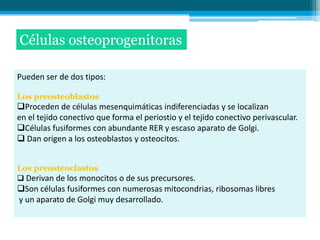 Células osteoprogenitoras

Pueden ser de dos tipos:

Los preosteoblastos
Proceden de células mesenquimáticas indiferenciadas y se localizan
en el tejido conectivo que forma el periostio y el tejido conectivo perivascular.
Células fusiformes con abundante RER y escaso aparato de Golgi.
 Dan origen a los osteoblastos y osteocitos.


Los preosteoclastos
 Derivan de los monocitos o de sus precursores.
Son células fusiformes con numerosas mitocondrias, ribosomas libres
y un aparato de Golgi muy desarrollado.
 