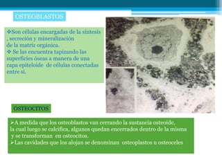 OSTEOBLASTOS

Son células encargadas de la síntesis
, secreción y mineralización
de la matriz orgánica.
 Se las encuentra tapizando las
superficies óseas a manera de una
capa epiteloide de células conectadas
entre si.




  OSTEOCITOS

 A medida que los osteoblastos van cerrando la sustancia osteoide,
 la cual luego se calcifica, algunos quedan encerrados dentro de la misma
  y se transforman en osteocitos.
 Las cavidades que los alojan se denominan osteoplastos u osteoceles
 