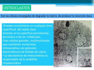 OSTEOCLASTOS
Son las células encargadas de degradar la matriz, de producir la resorción ósea


 •Pueden encontrarse en cualquier área
 superficial del tejido óseo
 alveolar en la superficie periodontal,
 perióstica o de las trabéculas.
 •Son células grandes, multinucleadas
 que contienen numerosas
 mitocondrias con gránulos
 electrodensos de fosfato de calcio.
 • La abundancia de mitocondrias es
 responsable de la acidofilia
 citoplasmática.
 