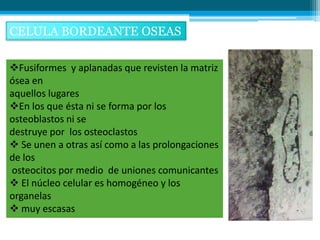 CELULA BORDEANTE OSEAS

Fusiformes y aplanadas que revisten la matriz
ósea en
aquellos lugares
En los que ésta ni se forma por los
osteoblastos ni se
destruye por los osteoclastos
 Se unen a otras así como a las prolongaciones
de los
osteocitos por medio de uniones comunicantes
 El núcleo celular es homogéneo y los
organelas
 muy escasas
 