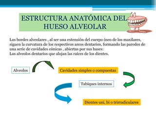 ESTRUCTURA ANATÓMICA DEL
           HUESO ALVEOLAR
Los bordes alveolares , al ser una extensión del cuerpo óseo de los maxilares,
siguen la curvatura de los respectivos arcos dentarios, formando las paredes de
una serie de cavidades cónicas , abiertas por sus bases:
Los alveolos dentarios que alojan las raíces de los dientes.



  Alveolos                   Cavidades simples o compuestas


                                         Tabiques internos



                                           Dientes uni, bi o trirradiculares
 