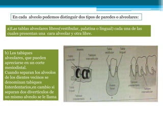 En cada alveolo podemos distinguir dos tipos de paredes o alveolares:

 a)Las tablas alveolares libres(vestibular, palatina o lingual) cada una de las
 cuales presentan una cara alveolar y otra libre.



b) Los tabiques
alveolares, que pueden
apreciarse en un corte
mesiodistal.
Cuando separan los alveolos
de los dientes vecinos se
denominan tabiques
Interdentarios,en cambio si
separan dos divertículos de
un mismo alveolo se le llama
Tabiques interradiculares
 