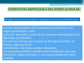 ESTRUCTURA HISTOLÓGICA DEL HUESO ALVEOLAR


 El tejido óseo que forma las láminas compactas de los procesos alveolares tiene



La capa mas periférica de la compacta periodóntica es de
origen periodóntico, ósea
crece por aposición a partir de las regiones osteogenéticas del
ligamento periodontal.
La zona mas interna por su parte es de origen medular, se
forma a expensas de los
 osteoblastos del tejido medular adyacente.
La compacta perióstica también esta formada por una capa
externa de origen perióstico y una mas profunda de origen
medular
 