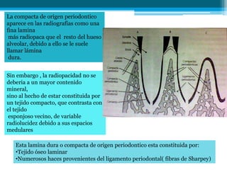 La compacta de origen periodontico
aparece en las radiografías como una
fina lamina
 más radiopaca que el resto del hueso
alveolar, debido a ello se le suele
llamar lámina
 dura.


Sin embargo , la radiopacidad no se
deberia a un mayor contenido
mineral,
sino al hecho de estar constituida por
un tejido compacto, que contrasta con
el tejido
 esponjoso vecino, de variable
radiolucidez debido a sus espacios
medulares

   Esta lamina dura o compacta de origen periodontico esta constituida por:
   •Tejido óseo laminar
   •Numerosos haces provenientes del ligamento periodontal( fibras de Sharpey)
 