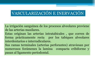 VASCULARIZACIÓN E INERVACIÓN

La irrigación sanguínea de los procesos alveolares proviene
de las arterias maxilares.
Estas originan las arterias intratabicales , que corren de
forma prácticamente recta por los tabiques alveolares
interdentarios e interradiculares.
Sus ramas terminales (arterias perforantes) atraviesan por
numerosos forámenes la lamina compacta cribiforme y
pasan al ligamento periodontal.
 