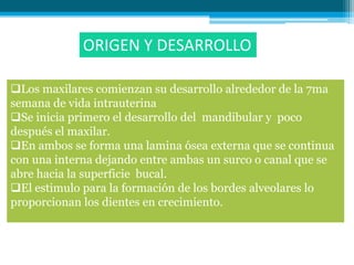 ORIGEN Y DESARROLLO

Los maxilares comienzan su desarrollo alrededor de la 7ma
semana de vida intrauterina
Se inicia primero el desarrollo del mandibular y poco
después el maxilar.
En ambos se forma una lamina ósea externa que se continua
con una interna dejando entre ambas un surco o canal que se
abre hacia la superficie bucal.
El estimulo para la formación de los bordes alveolares lo
proporcionan los dientes en crecimiento.
 