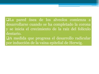 La pared ósea de los alveolos comienza a
desarrollarse cuando se ha completado la corona
y se inicia el crecimiento de la raíz del folículo
dentario.
A medida que progresa el desarrollo radicular
por inducción de la vaina epitelial de Herwig.
 