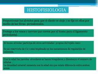 HISTOFISIOLOGIA

Proporcionar los alveolos para que el diente se aloje y se fije en ellos por
medio de las fibras periodontales.

Protege a los vasos y nervios que corren por el hueso para el ligamento
periodontal.

El hueso alveolar participa de otras actividades propias del tejido óseo:

Es un reservorio de Ca y esta implicado en los mecanismos de regulación de
calcemia.


Con la edad las paredes alveolares se hacen irregulares y disminuye el numero de
células .
La densidad mineral aumenta con la edad sin que exista diferencia entre ambos
sexos
 