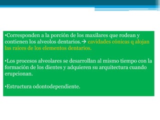 •Corresponden a la porción de los maxilares que rodean y
contienen los alveolos dentarios. cavidades cónicas q alojan
las raíces de los elementos dentarios.

•Los procesos alveolares se desarrollan al mismo tiempo con la
formación de los dientes y adquieren su arquitectura cuando
erupcionan.

•Estructura odontodependiente.
 