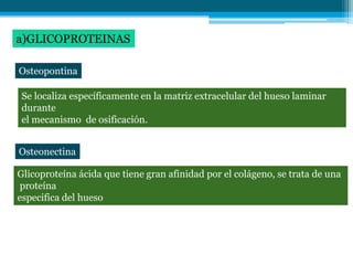 a)GLICOPROTEINAS

Osteopontina

Se localiza específicamente en la matriz extracelular del hueso laminar
durante
el mecanismo de osificación.


Osteonectina

Glicoproteína ácida que tiene gran afinidad por el colágeno, se trata de una
proteína
especifica del hueso
 