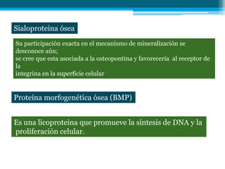 Sialoproteina ósea
Su participación exacta en el mecanismo de mineralización se
desconoce aún;
se cree que esta asociada a la osteopontina y favorecería al receptor de
la
integrina en la superficie celular


Proteína morfogenética ósea (BMP)


Es una licoproteina que promueve la síntesis de DNA y la
proliferación celular.
 