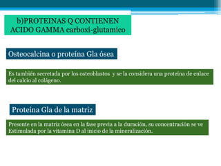 b)PROTEINAS Q CONTIENEN
ACIDO GAMMA carboxi-glutamico


Osteocalcina o proteína Gla ósea

Es también secretada por los osteoblastos y se la considera una proteína de enlace
del calcio al colágeno.




 Proteína Gla de la matriz
Presente en la matriz ósea en la fase previa a la duración, su concentración se ve
Estimulada por la vitamina D al inicio de la mineralización.
 