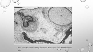 Nanci, Antonio. Ten Cate’s Oral Histology : Development, Structure, and Function. Philadelphia, Elsevier,
2017.
 