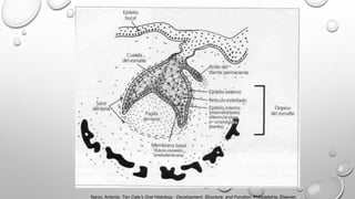 Nanci, Antonio. Ten Cate’s Oral Histology : Development, Structure, and Function. Philadelphia, Elsevier,
 