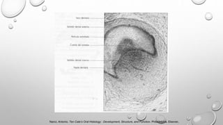 Nanci, Antonio. Ten Cate’s Oral Histology : Development, Structure, and Function. Philadelphia, Elsevier,
 