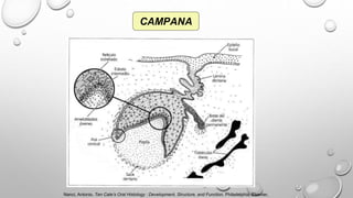 CAMPANA
Nanci, Antonio. Ten Cate’s Oral Histology : Development, Structure, and Function. Philadelphia, Elsevier,
 
