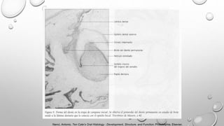 Nanci, Antonio. Ten Cate’s Oral Histology : Development, Structure, and Function. Philadelphia, Elsevier,
 