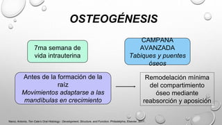 OSTEOGÉNESIS
7ma semana de
vida intrauterina
CAMPANA
AVANZADA
Tabiques y puentes
óseos
Antes de la formación de la
raíz
Movimientos adaptarse a las
mandíbulas en crecimiento
Remodelación mínima
del compartimiento
óseo mediante
reabsorción y aposición
Nanci, Antonio. Ten Cate’s Oral Histology : Development, Structure, and Function. Philadelphia, Elsevier, 2017.
 
