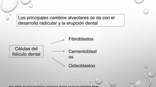 Los principales cambios alveolares se da con el
desarrollo radicular y la erupción dental
Células del
folículo dental
Fibroblastos
Cementoblast
os
Osteoblastos
Nanci, Antonio. Ten Cate’s Oral Histology : Development, Structure, and Function. Philadelphia, Elsevier,
 