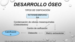 DESARROLLO ÓSEO
TIPOS DE OSIFICACIÓN
INTRAMEMBRANO
SA
Condensación de células mesenquimales
(Osteoblastos)
Centro de osificación
Matriz extracelular
Osteocito
Calcificació
n
Lindhe, Jan. Lindhe’s Clinical Periodontology and Implant Dentistry 7e. Editorial médica Panamerica S.A.C.F, 2017.
 