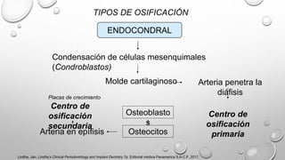 TIPOS DE OSIFICACIÓN
ENDOCONDRAL
Condensación de células mesenquimales
(Condroblastos)
Molde cartilaginoso Arteria penetra la
diáfisis
Centro de
osificación
primaria
Osteoblasto
s
Osteocitos
Arteria en epífisis
Centro de
osificación
secundaria
Placas de crecimiento
Lindhe, Jan. Lindhe’s Clinical Periodontology and Implant Dentistry 7e. Editorial médica Panamerica S.A.C.F, 2017.
 