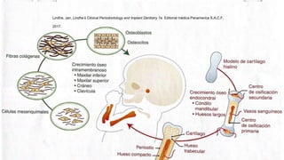 Lindhe, Jan. Lindhe’s Clinical Periodontology and Implant Dentistry 7e. Editorial médica Panamerica S.A.C.F,
2017.
 