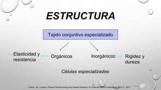 ESTRUCTURA
Tejido conjuntivo especializado
Orgánicos Inorgánicos
Células especializadas
Rigidez y
dureza
Elasticidad y
resistencia
Lindhe, Jan. Lindhe’s Clinical Periodontology and Implant Dentistry 7e. Editorial médica Panamerica S.A.C.F, 2017.
 