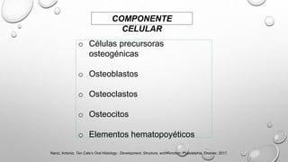COMPONENTE
CELULAR
o Células precursoras
osteogénicas
o Osteoblastos
o Osteoclastos
o Osteocitos
o Elementos hematopoyéticos
Nanci, Antonio. Ten Cate’s Oral Histology : Development, Structure, and Function. Philadelphia, Elsevier, 2017.
 