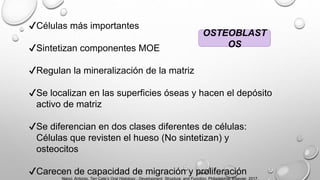 OSTEOBLAST
OS
✔Células más importantes
✔Sintetizan componentes MOE
✔Regulan la mineralización de la matriz
✔Se localizan en las superficies óseas y hacen el depósito
activo de matriz
✔Se diferencian en dos clases diferentes de células:
Células que revisten el hueso (No sintetizan) y
osteocitos
✔Carecen de capacidad de migración y proliferación
Nanci, Antonio. Ten Cate’s Oral Histology : Development, Structure, and Function. Philadelphia, Elsevier, 2017.
 