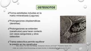 OSTEOCITOS
✔Forma estrelladas incluidas en la
matriz mineralizada (Lagunas)
✔Prolongaciones citoplasmáticas
(dendritas)
✔Prolongaciones se extienden
(canalículos) para hacer contacto
con vasos sanguíneos y otros
osteocitos
✔Trama osteocítica permite equilibrar
la presión en los canalículos
Nanci, Antonio. Ten Cate’s Oral Histology : Development, Structure, and Function. Philadelphia, Elsevier, 2017.
Lindhe, Jan. Lindhe’s Clinical Periodontology and Implant Dentistry 7e. Editorial médica Panamerica S.A.C.F, 2017.
 