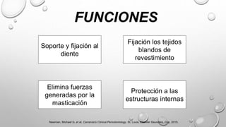 FUNCIONES
Soporte y fijación al
diente
Fijación los tejidos
blandos de
revestimiento
Elimina fuerzas
generadas por la
masticación
Protección a las
estructuras internas
Newman, Michael G, et al. Carranza’s Clinical Periodontology. St. Louis, Elsevier Saunders, Cop, 2015.
 