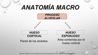 ANATOMÍA MACRO
PROCESO
ALVEOLAR
HUESO
CORTICAL
HUESO
ESPONJOSO
Pared de los alvéolos
Área contenida por el
hueso cortical
Newman, Michael G, et al. Carranza’s Clinical Periodontology. St. Louis, Elsevier Saunders, Cop, 2015.
 