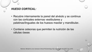 HUESO CORTICAL:
• Recubre internamente la pared del alvéolo y se continua
con las corticales externas vestibulares y
palatinas/linguales de los huesos maxilar y mandibular.
• Contiene osteonas que permiten la nutrición de las
células óseas
Newman, Michael G, et al. Carranza’s Clinical Periodontology. St. Louis, Elsevier Saunders, Cop, 2015.
 