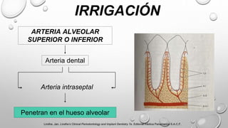 IRRIGACIÓN
ARTERIA ALVEOLAR
SUPERIOR O INFERIOR
Arteria dental
Arteria intraseptal
Penetran en el hueso alveolar
Lindhe, Jan. Lindhe’s Clinical Periodontology and Implant Dentistry 7e. Editorial médica Panamerica S.A.C.F,
 